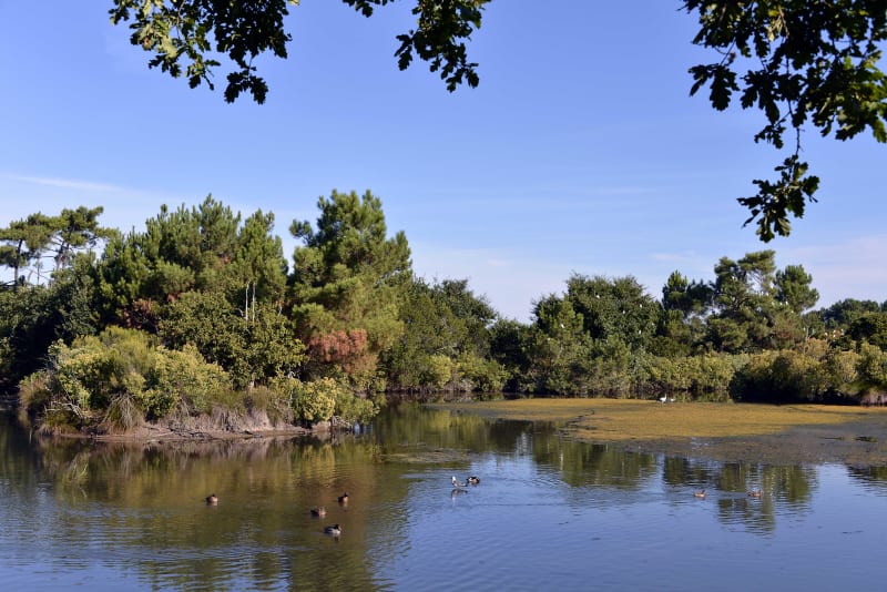 Plan d'eau de la Blanche et balade paisible en Gironde - Ambarès-et-Lagrave