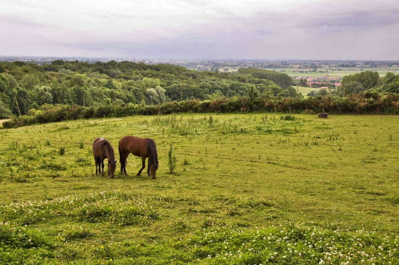 Monts des Flandres à VTT et petits flirts avec la Belgique - Bailleul