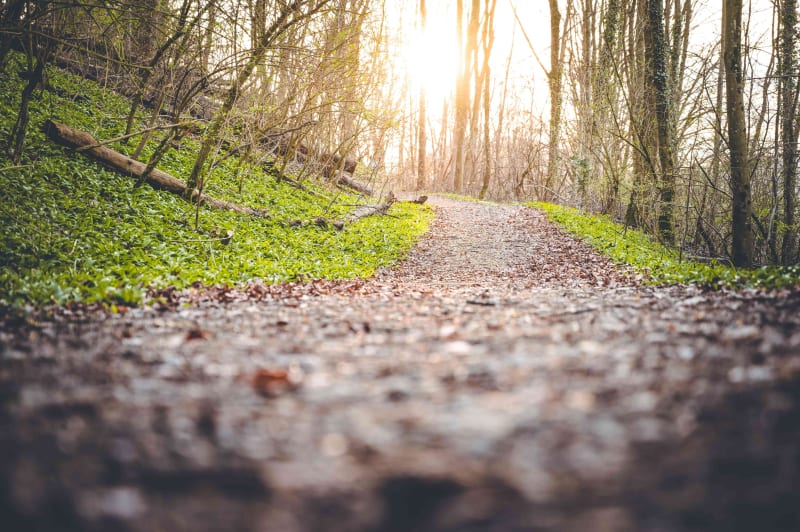 Forêt de Carnelle et bain de nature sauvage à Presles - Presles