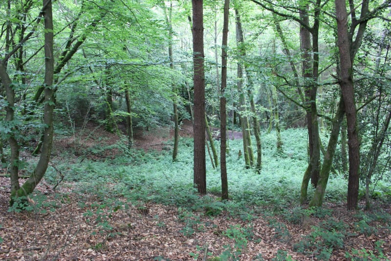 Bois de Malange et massif de la Serre dans le Jura - Malange