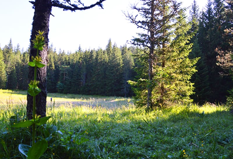 Wandel naar Etang du Lauzet en de frisheid van het struikgewas - Villard de Lans