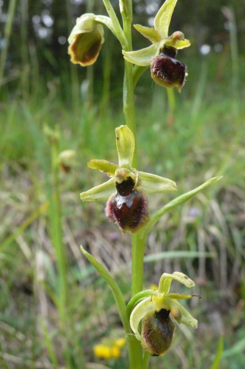Les balcons du Grésivaudan et ses orchidées - Plateau-des-Petites-Roches