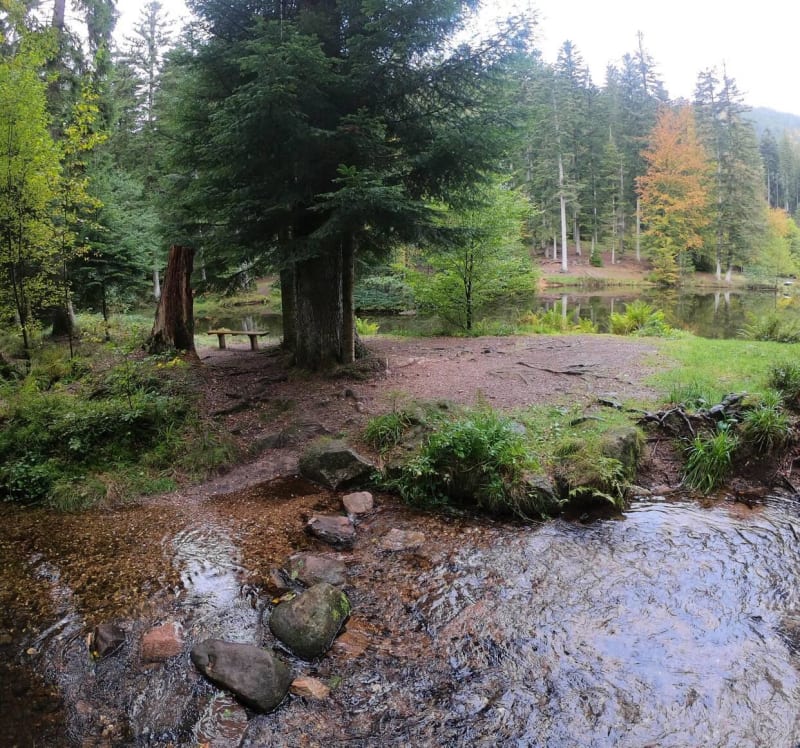 Excursion apaisante et vivifiante au château de Salm - La Broque