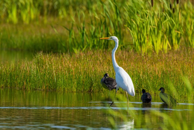 Magie du parc naturel du Pâtis et somptueuses plumes - Meaux