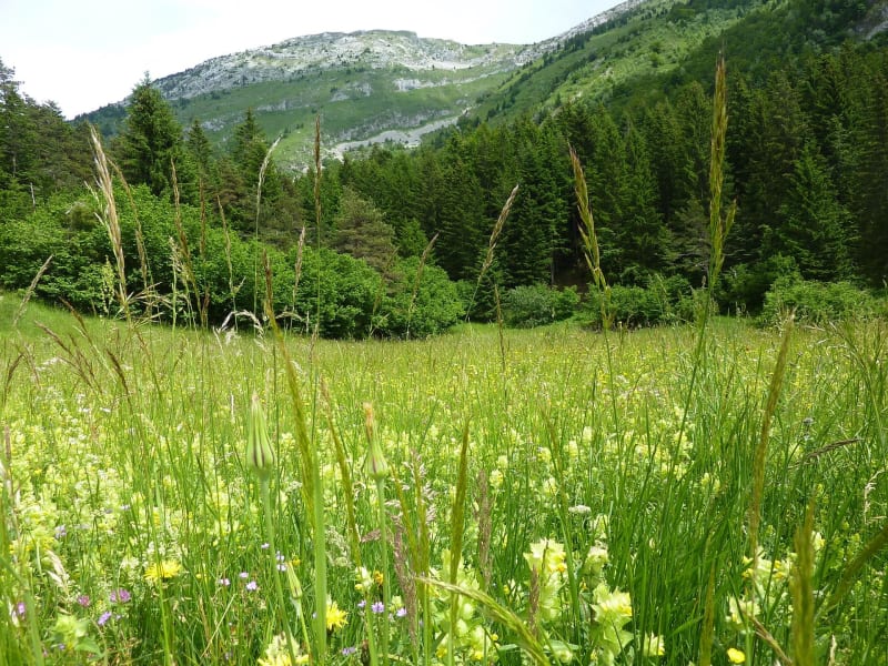 Sur les hauteurs de Villard-de-Lans et le GR® 91 - Villard-de-Lans