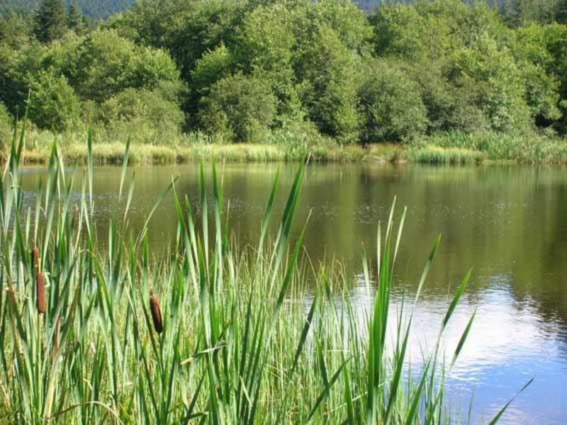 Wandel door het Chambaran-massief en ontsnap naar het bos, ver weg van de drukte van de stad - Saint-Pierre-de-Bressieux