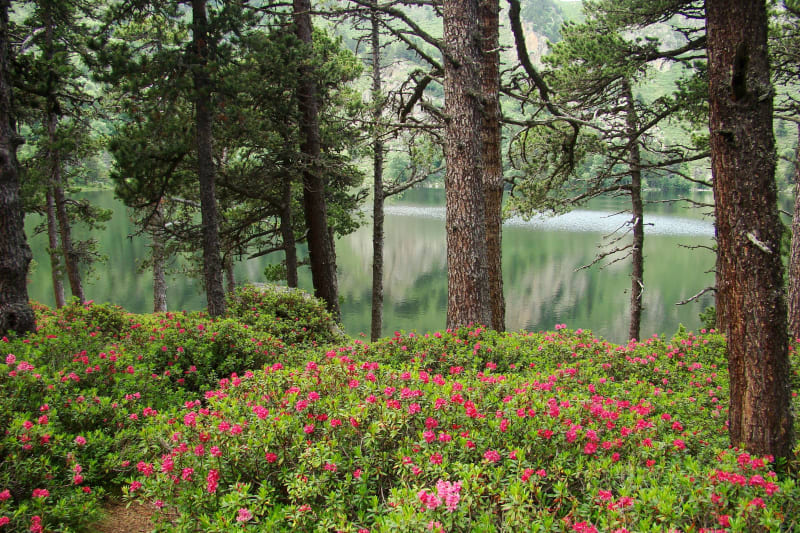 Vers l'étang de Quérigut et ses rhododendrons - Puyvalador