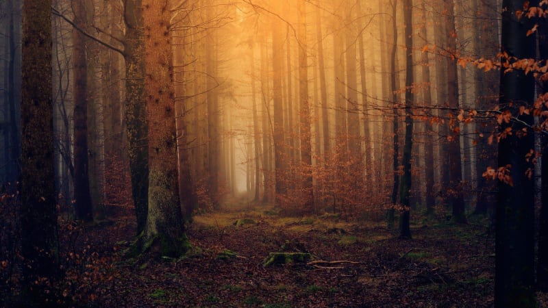 Escapade en forêt de Saverne - Haegen