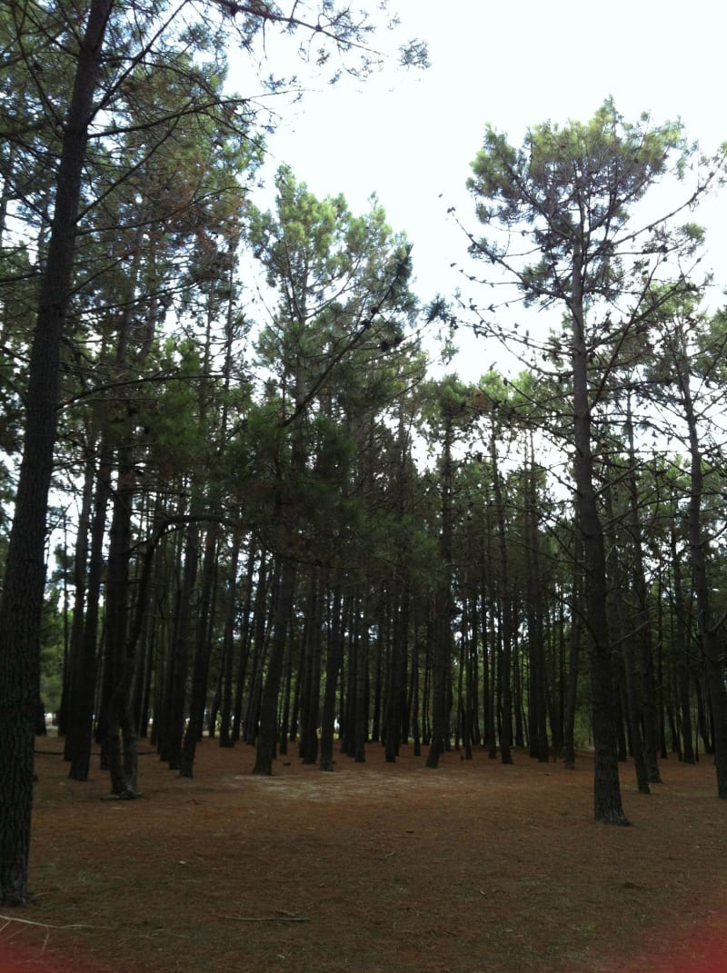 Ondres et jouer à cache-cache dans la pinède des Landes - Ondres