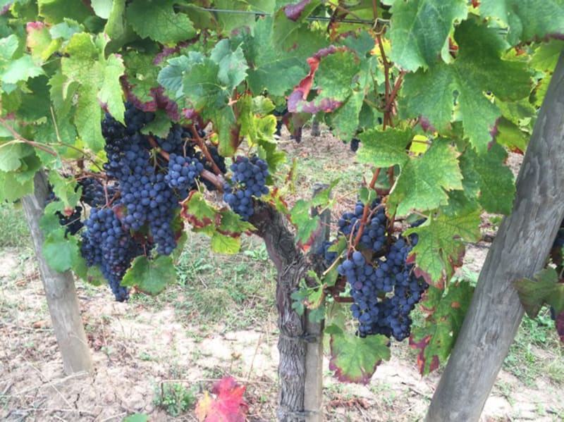Flâner au fil de la Dordogne et se perdre dans les vignes - Libourne