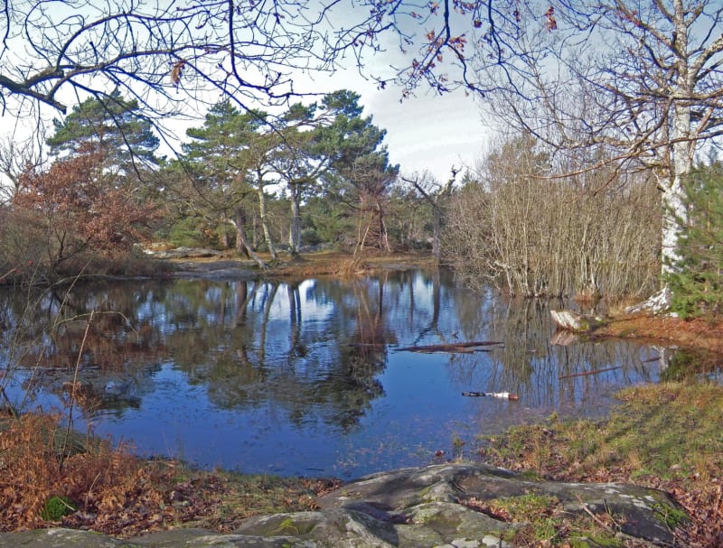 Magie de la mare aux Fées et vue imprenable sur la forêt - Fontainebleau