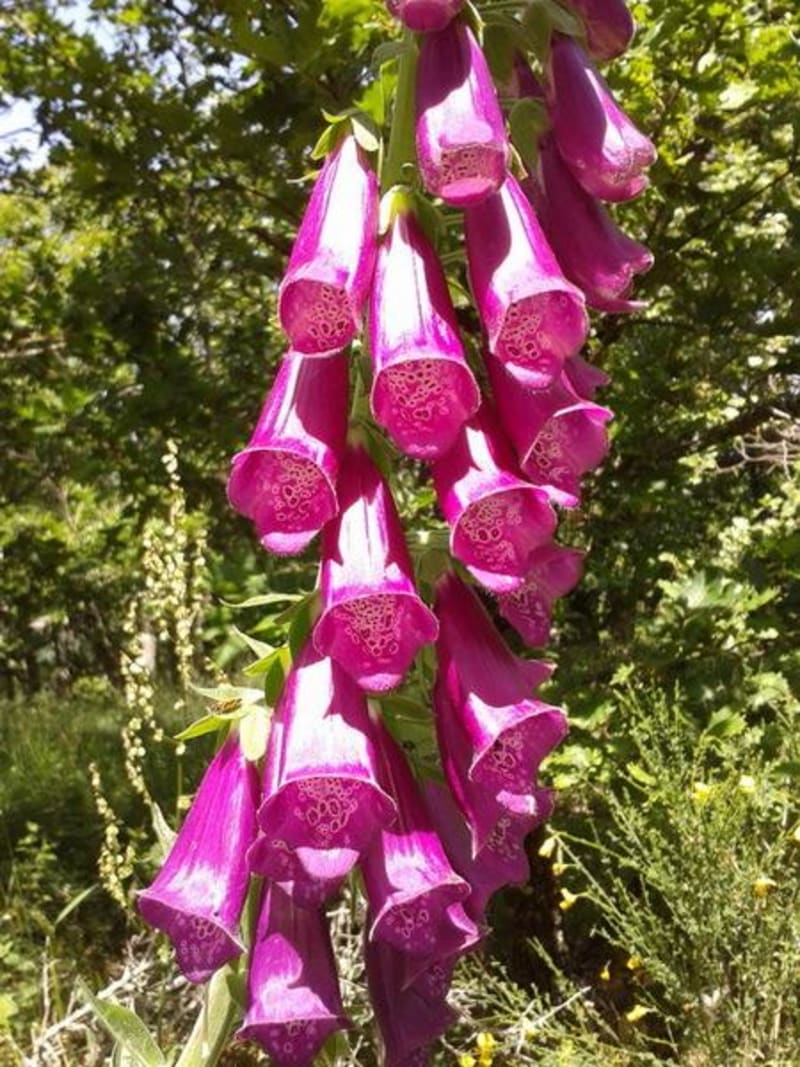 Chérir les fleurs autour de la Tourette-Cabardès - La Tourette-Cabardès