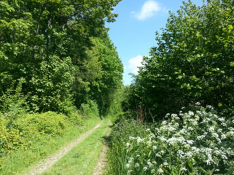 Chemin du Val Dallet et Chêne à la Vierge - Brestot