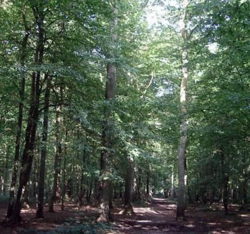 Forêt d'Halatte et vallon du Temple - Pont-Sainte-Maxence