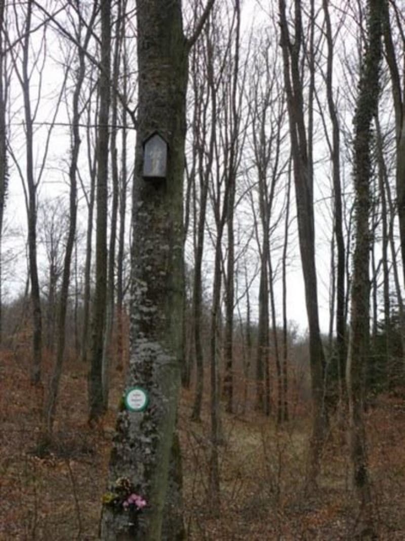 Entre Maron et Chaligny, Moselle et forêt touffue - Maron