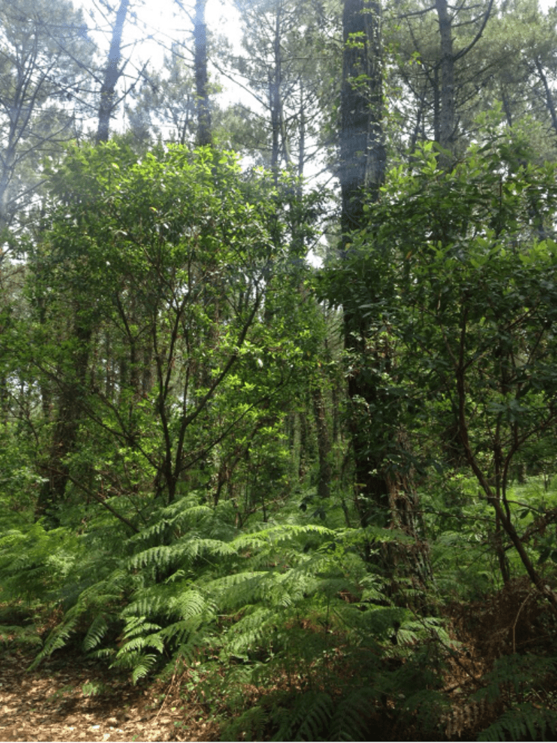 Bruz et sa jolie Vilaine, parenthèse d'eau et de verdure - Bruz
