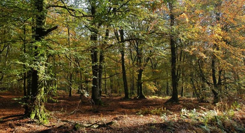 Escapade dans la forêt d'Ecouves et animaux en tous genres - Radon