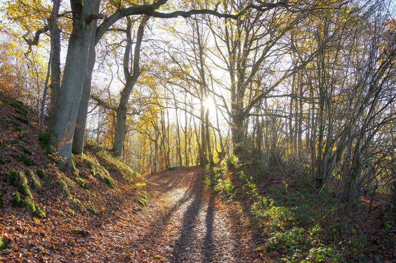 Randonnée dans la forêt de Rochechinard - Rochechinard