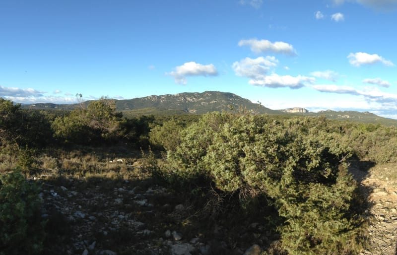 Bois de Lèque et somptueuse garrigue - Les Matelles