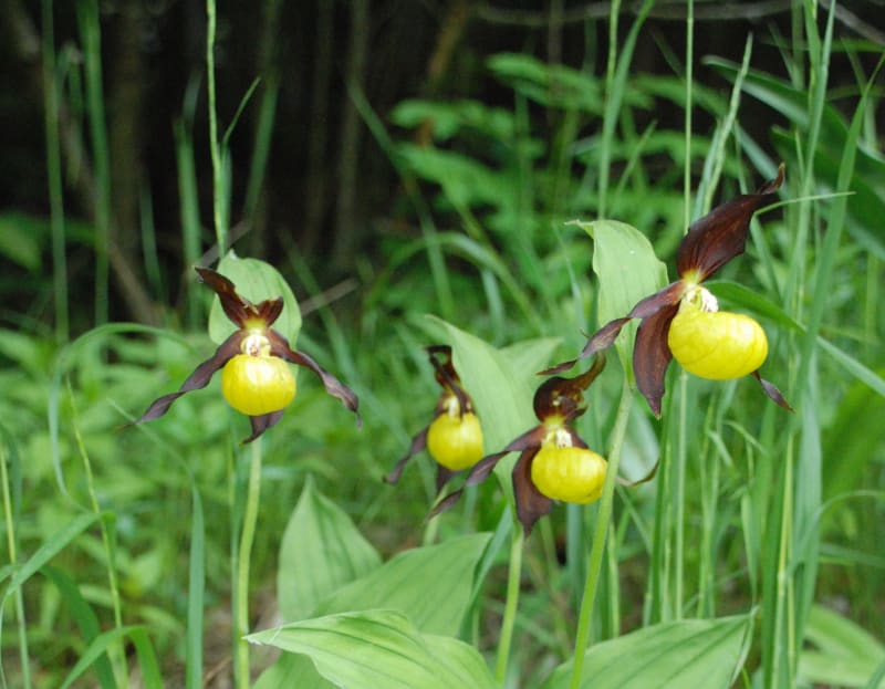 Chartreuse-massief en wilde orchideeën - Saint-Hilaire-du-Touvet