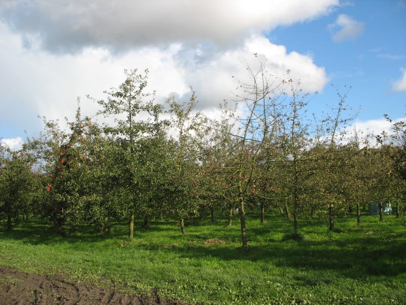Village de Vourles et balade reposante dans les vergers - Vourles
