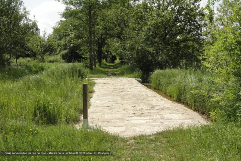 Marais de la Léchère - Tignieu-Jameyzieu
