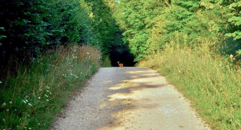 Petite Haye de Clairlieu en schaduwrijk bos - Villers-les-Nancy; Clairieu