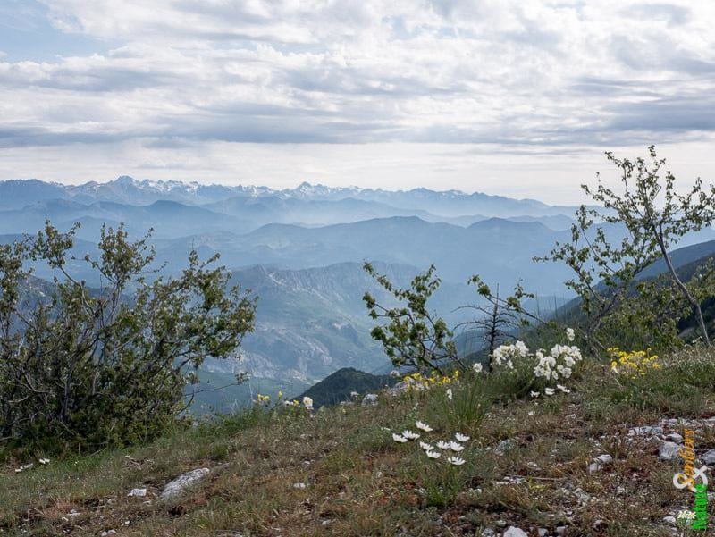 Ascension au Pic de Fourneuby et odeurs du sud - Gréolières