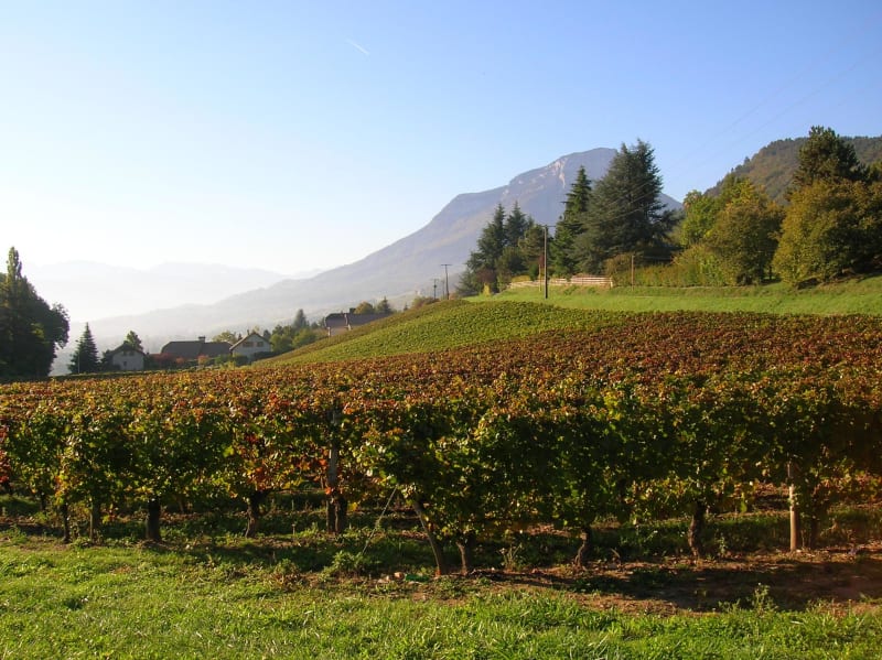 Découvertes à Saint-Jean d'Arvey et vignes historiques - Saint-Jean-d'Arvey, Chambéry