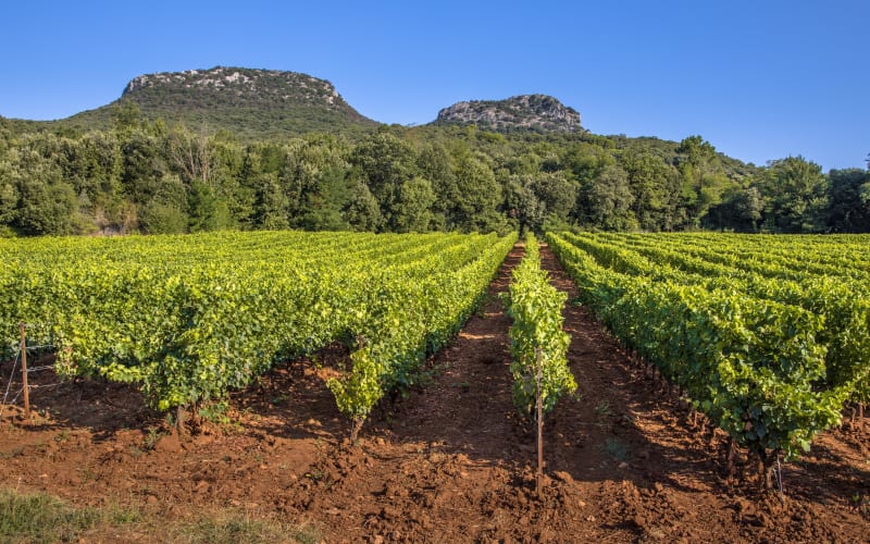 Abbaye de Fontcaude, parfums de vignes et de garrigue - Cazedames