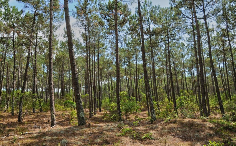 Escapade à Capbreton et ambiance feutrée des bois - Capbreton