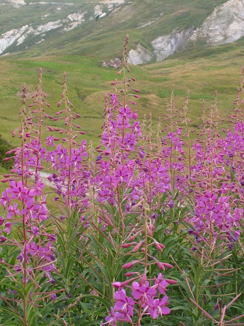 Tour du Grand Couloir de Séez et plantes comestibles - Les Arcs