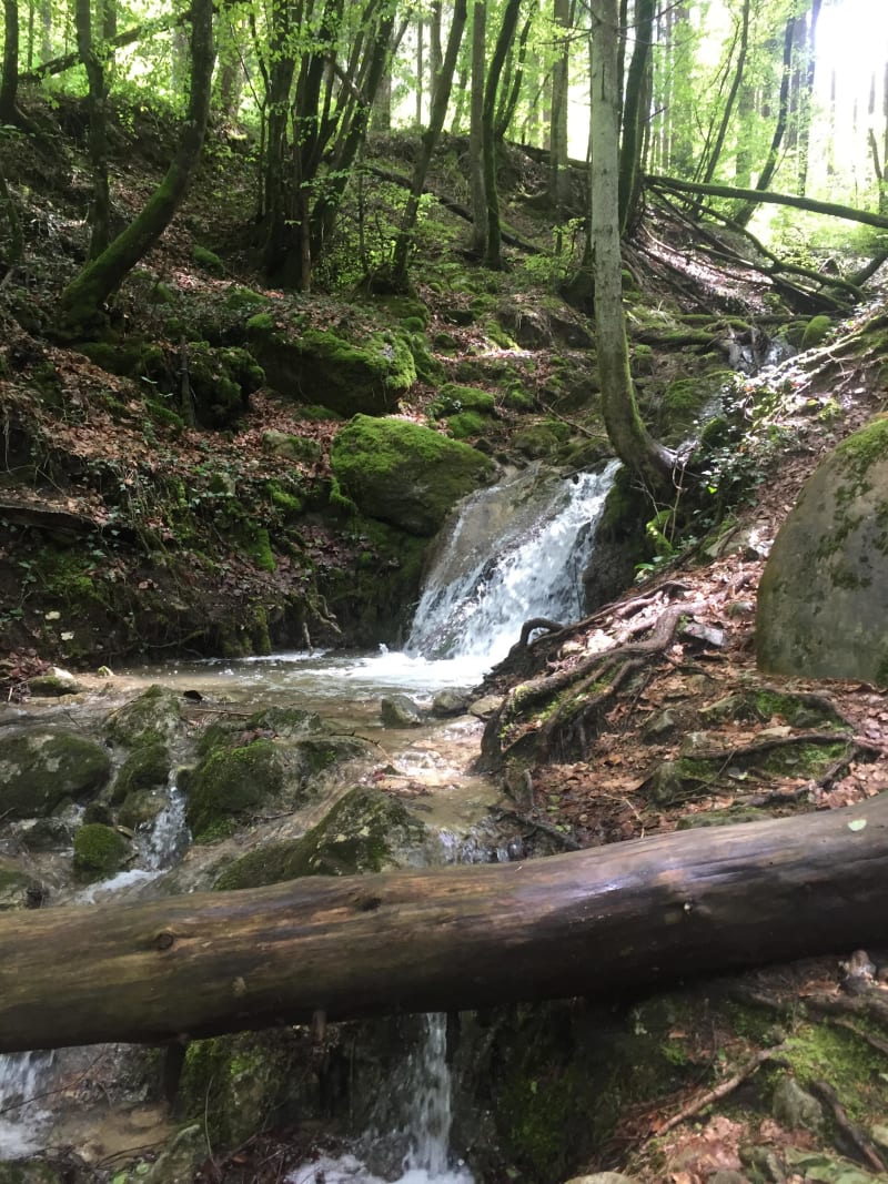 Balade en forêt et ruines du couvent Sainte-Catherine - Annecy