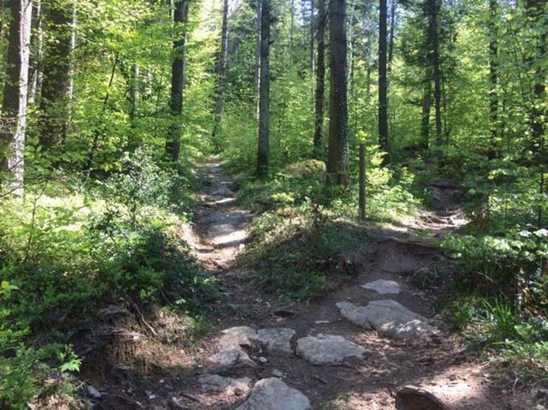 Balade en Forêt du Semnoz - Sévrier