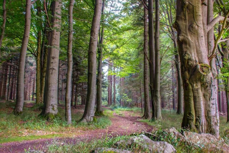 Autour du Mont Aigu et murmure de la forêt - Sainte-Marie-sur-Ouche