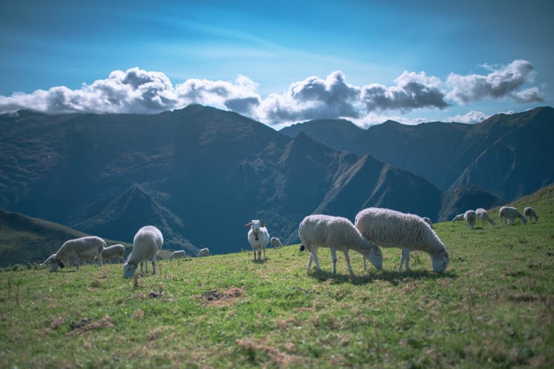 Petit tour de La Mongie et ambiance pastorale - La Mongie