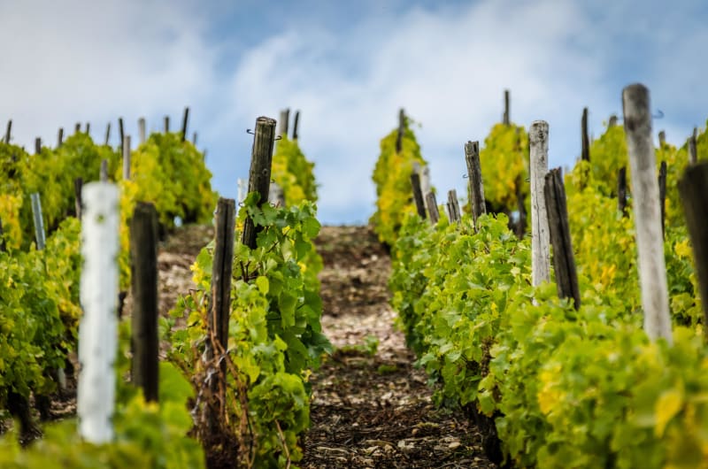 Vignes et vergers à Saint-Hilaire-Saint-Mesmin et balade zen - Saint-Hilaire-Saint-Mesmin