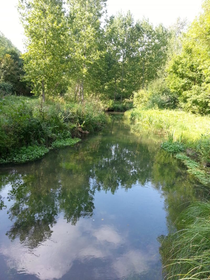 Rivière de La Mauve et cueillette de mûres - Huisseau-sur-Mauves
