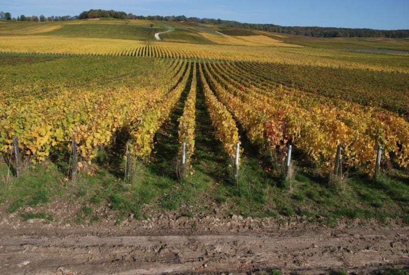 Augmentation du goût de la vie en Générac (et en particulier) - Générac