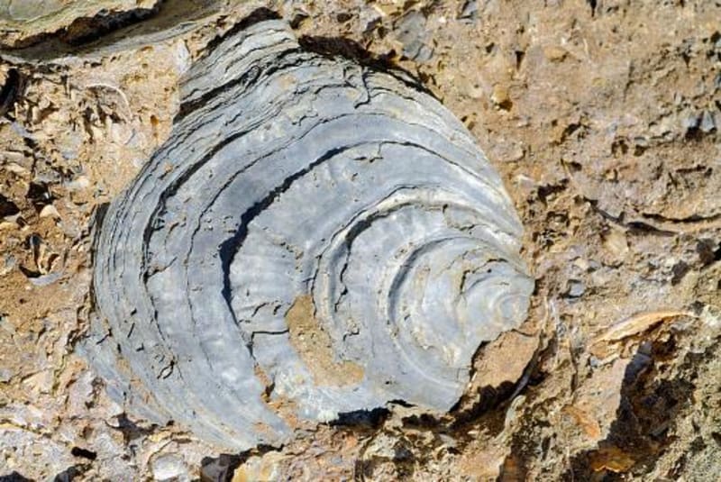Promenade en vignoble bordelais et formations fossilifères - Sainte-Croix-du-Mont