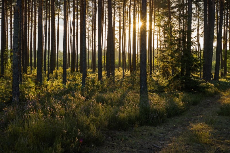 Forêt des Landes à Villendraut et ses secrets naturels - Villandraut