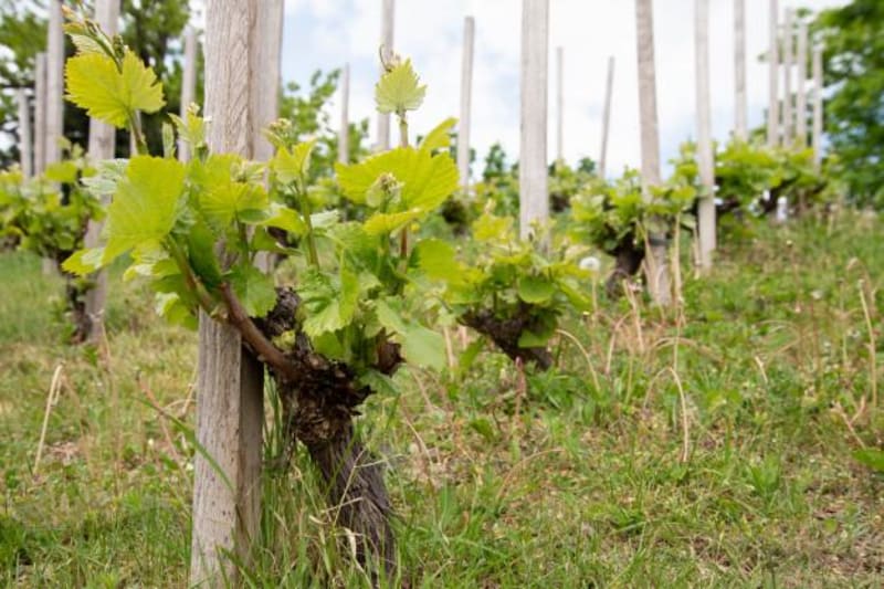 Chitry-le-Fort et randonnée exquise à travers les vignes - Chitry