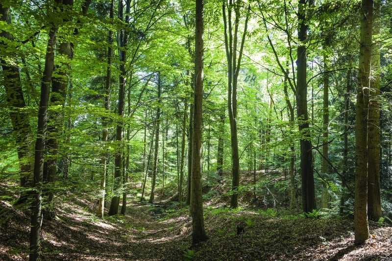 Forêt de Maillot et empreintes d'animaux sauvages - Rosoy