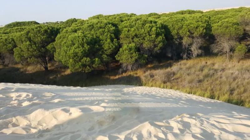 Parenthèse boisée à Lacanau et senteurs de la pinède - Lacanau