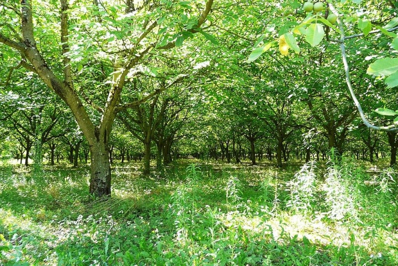 Borrèze et promenade charmante dans les bois - Borrèze