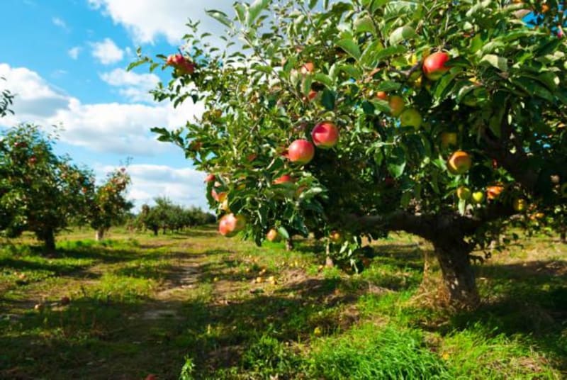 Vallée du Rouloir et manger des pommes à Conches-en-Ouche - Conches-en-Ouche