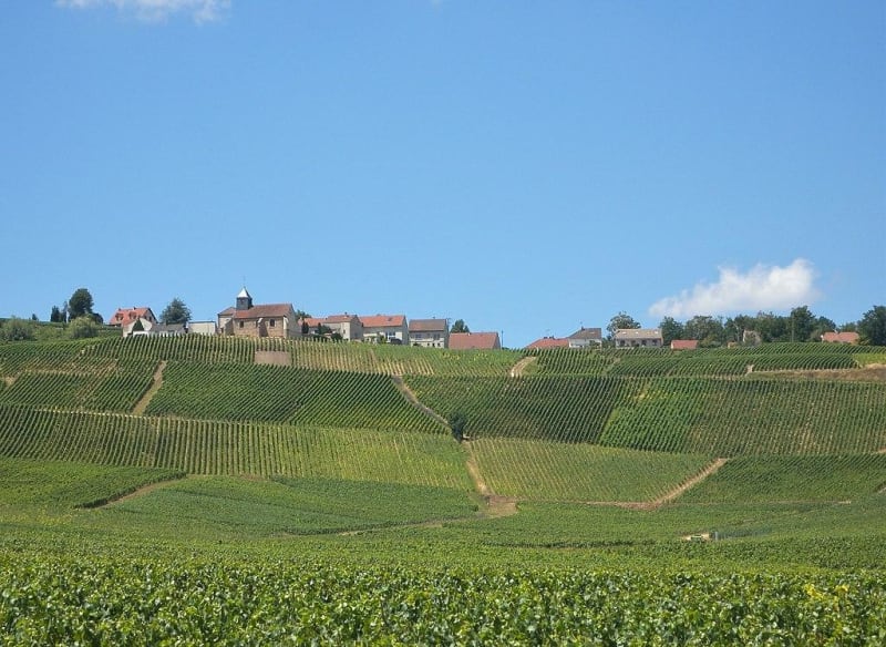 Village de Mutigny et exploration du vignoble champenois - Mutigny