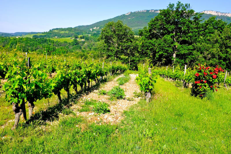 Vignes de Châtillon et dégustation - Châtillon-en-Diois