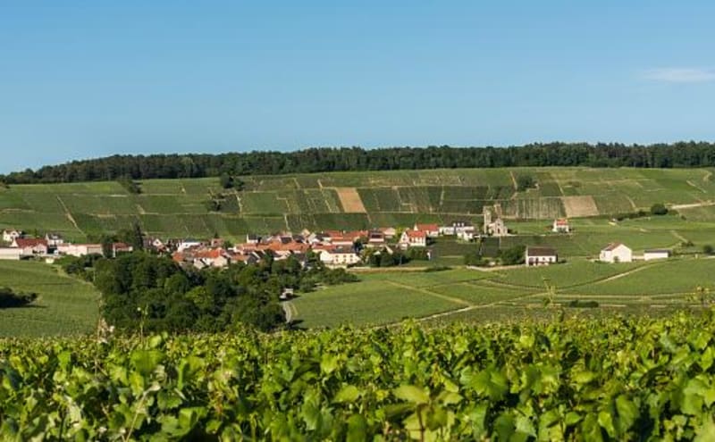 Coteaux de la Marne et déambulation dans les vignes - Reuil
