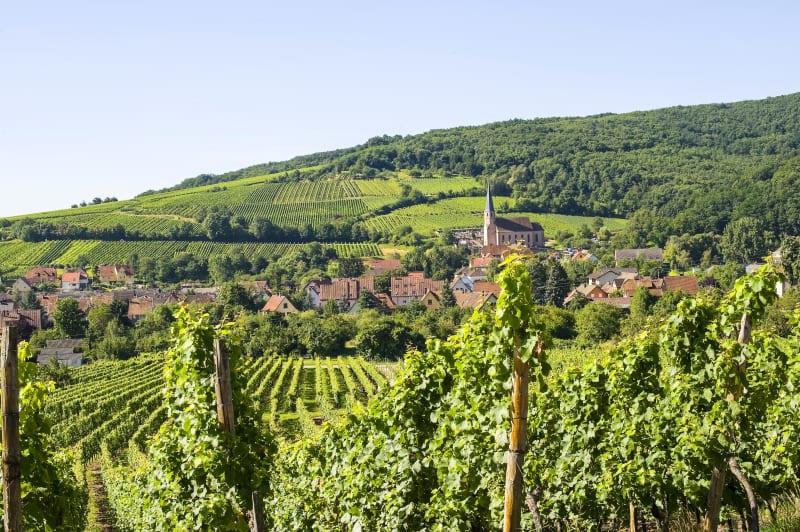 Andlau, circuit exquis et nature généreuse - Andlau